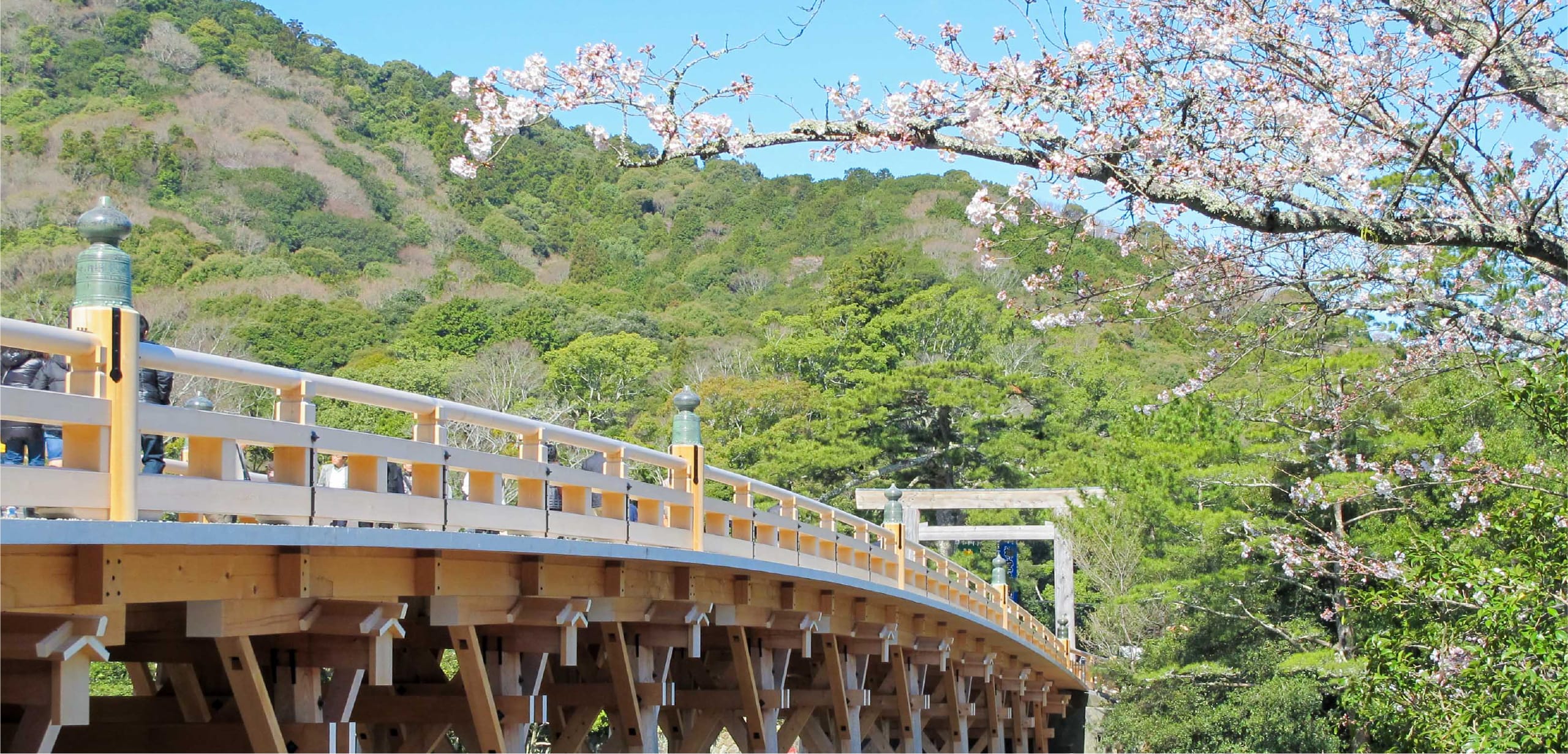 宇治橋桜