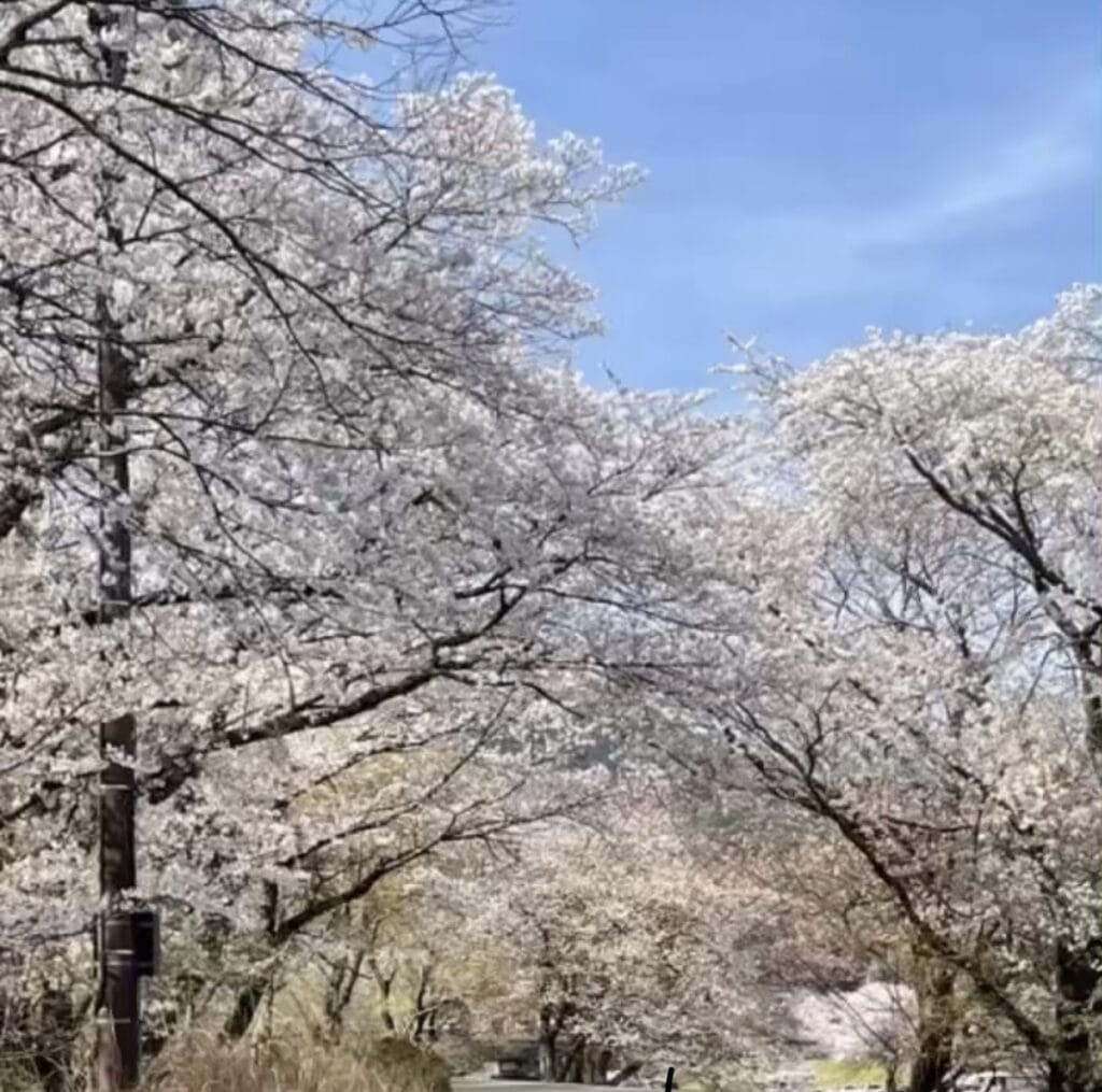 桜並木