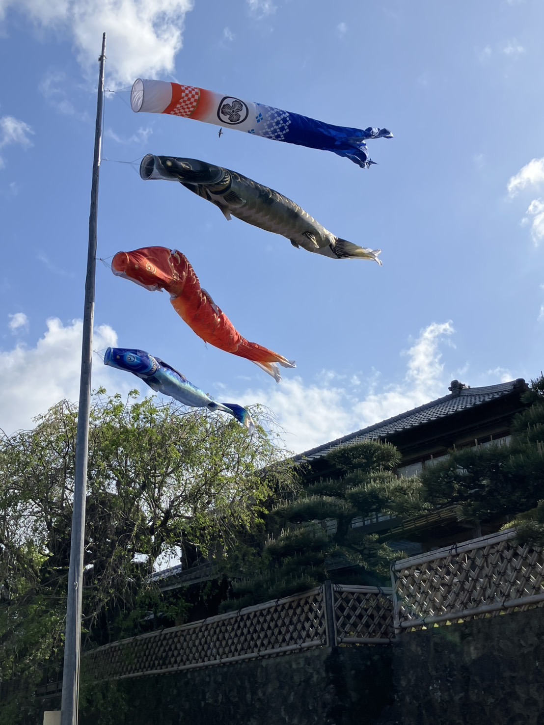 五十鈴川堤のこいのぼり